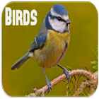 Bird Sounds آئیکن