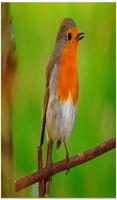 Bird Sounds اسکرین شاٹ 1