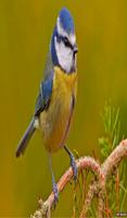Bird Sounds اسکرین شاٹ 2