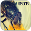 Insects Sounds