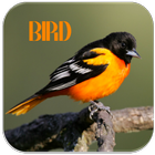 Oriole Sounds simgesi