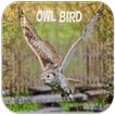 Owl Sounds