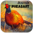 Pheasant Sounds icon