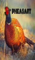 Pheasant Sounds screenshot 3
