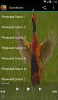 Pheasant Sounds poster