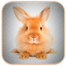 Rabbit Sounds APK