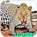 Leopard sound APK