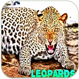 Leopard sound icon