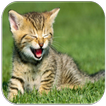 Kitten Sounds