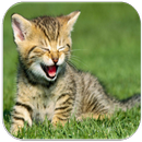 Kitten Sounds APK