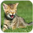 Kitten Sounds-icoon