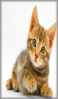Kitten Sounds screenshot 3