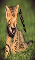 Kitten Sounds screenshot 2