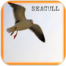 Seagull Bird Sounds APK