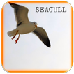 Seagull Ptak Dźwięki