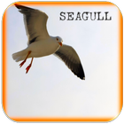 Seagull Ptak Dźwięki ikona