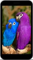 Parrot Dźwięki screenshot 3