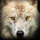 Game of Dire Wolf Hunt icon
