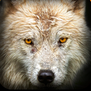 APK Game of Dire Wolf Hunt