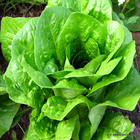 Medicina Natural Lechuga icon