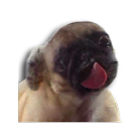 Icona Pug Licking Live Wallpaper