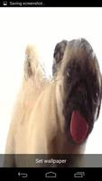1 Schermata Pug Licking Live Wallpaper
