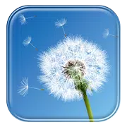 Dandelion Live Wallpaper