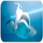 Beluga sons des baleines icône