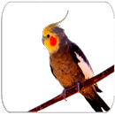 Cockatiel sounds APK