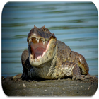 Crocodile sounds icon