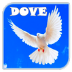 Dove Ringtones