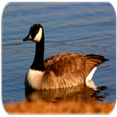 Goose sounds APK