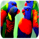 Lovebird sounds APK