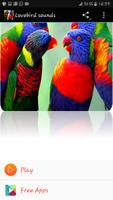 Lovebird sounds-poster