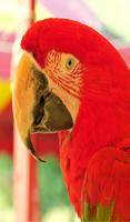 برنامه‌نما Parrot Sounds عکس از صفحه