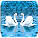 âm thanh Swan APK