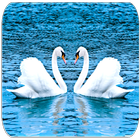 آیکون‌ Swan sounds