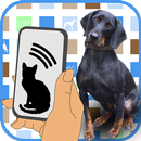 Собака тизеры Бесплатно APK