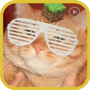 Videos de elrubiusOMG gratis APK