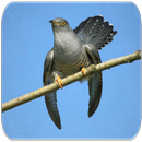 Cuckoo sounds APK