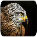 Hawk sounds APK