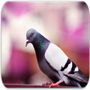 APK Pigeon sounds