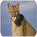 Cougar geluiden-APK