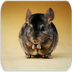 Chinchilla soa