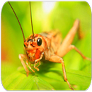 Crickets insect sounds APK