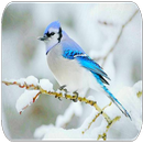 Blue Jay bird sounds APK