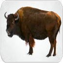 APK suoni Buffalo