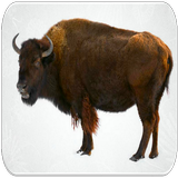 Buffalo sounds icône