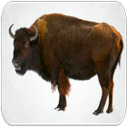 Buffalo sounds icon