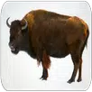 Buffalo Sounds APK